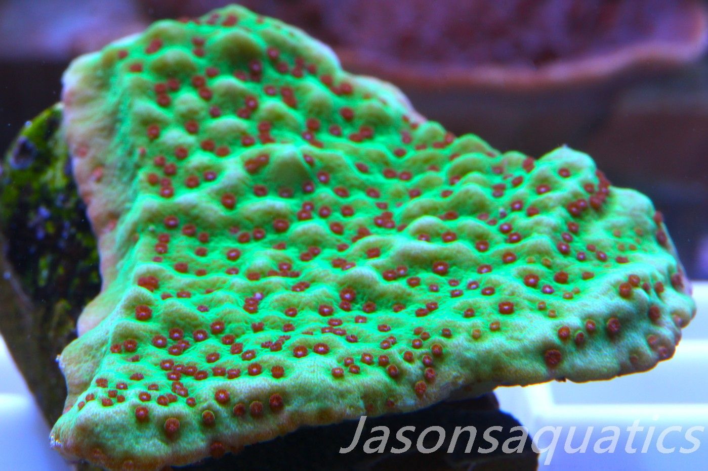 Montipora,Grinch montipora Red polyps,Frag C