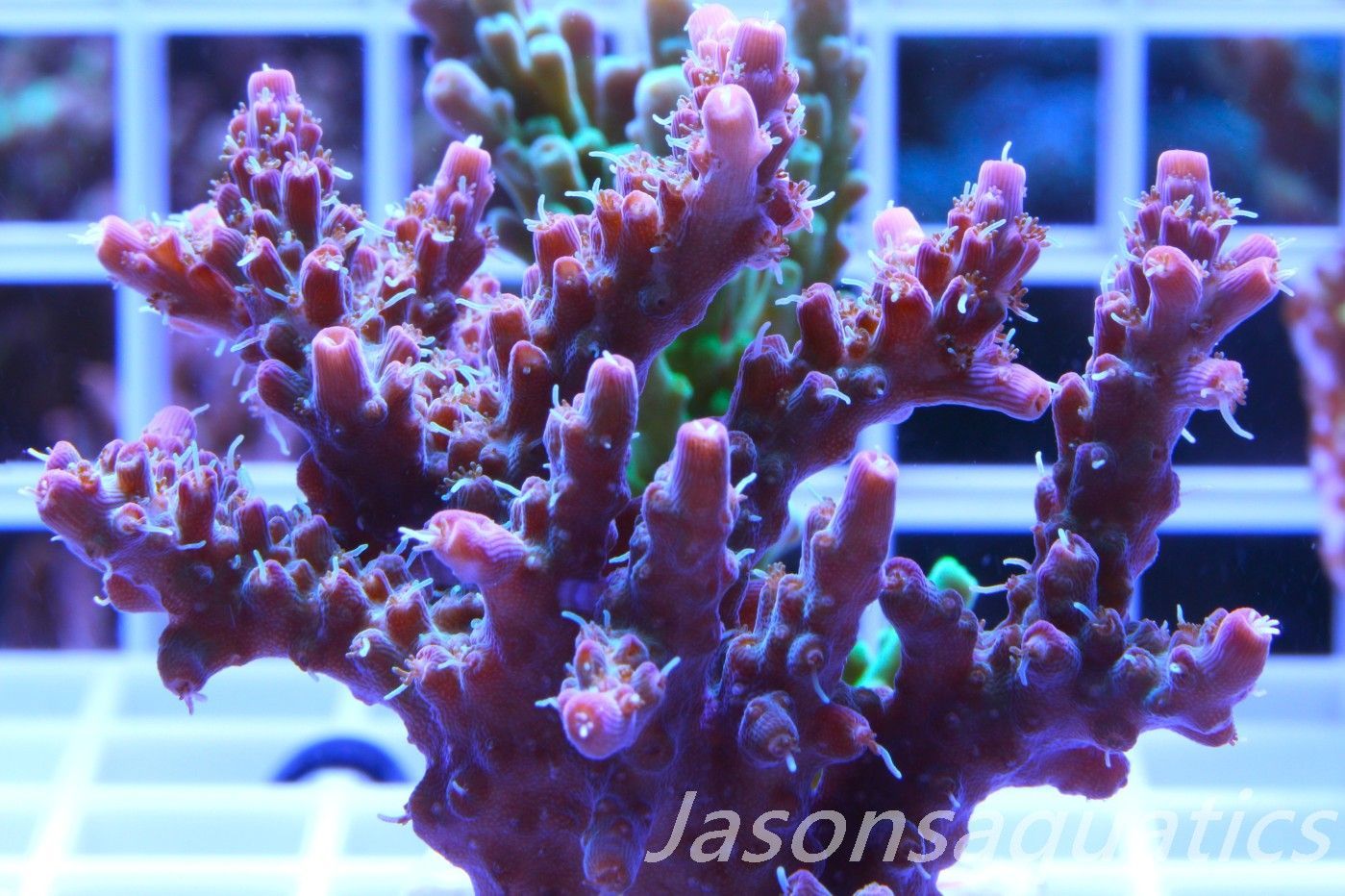 Acropora Pinky The Bear,Micro Colony Frag J