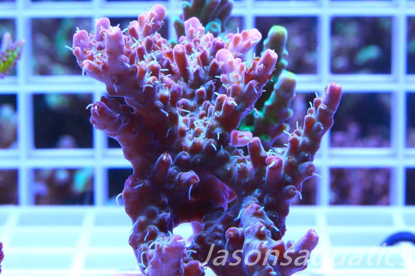 Acropora Pinky The Bear,Micro Colony Frag K