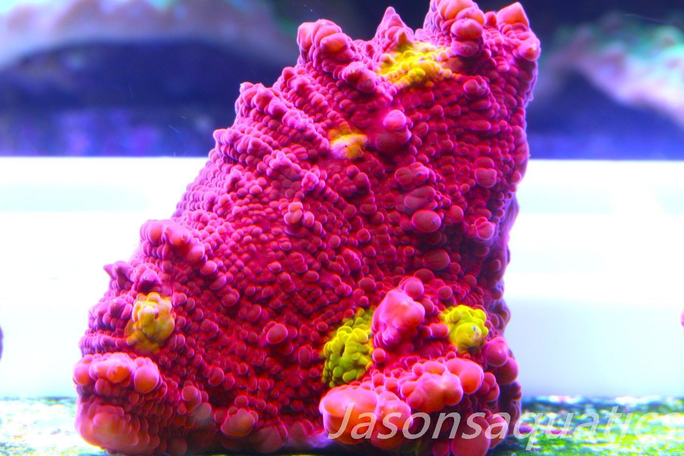 Echinophyllia Iron Man, Pink with Orange Mouths Frag G Echinophyllia Iron Man, Pink with Orange Mouths Frag G