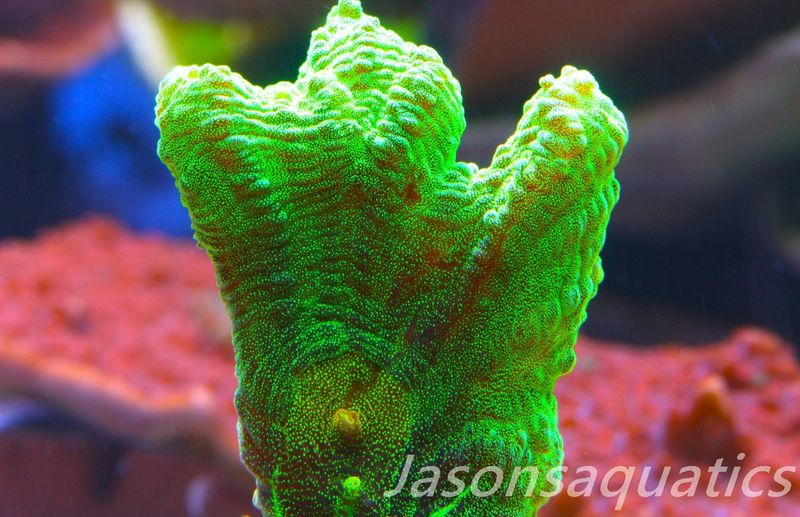 Pectinia, True WWC Space Invader Frag G