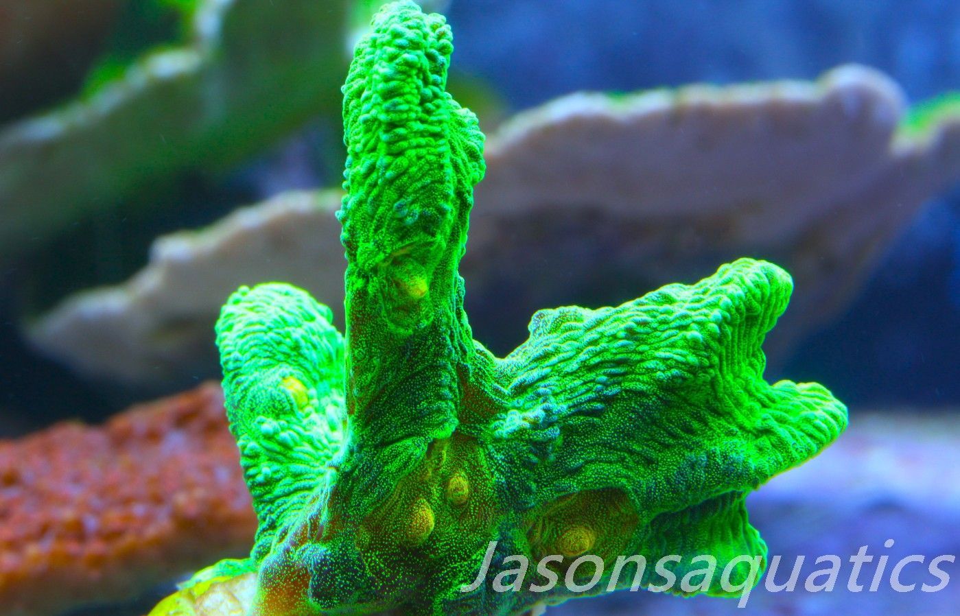 Pectinia, True WWC Space Invader Frag F