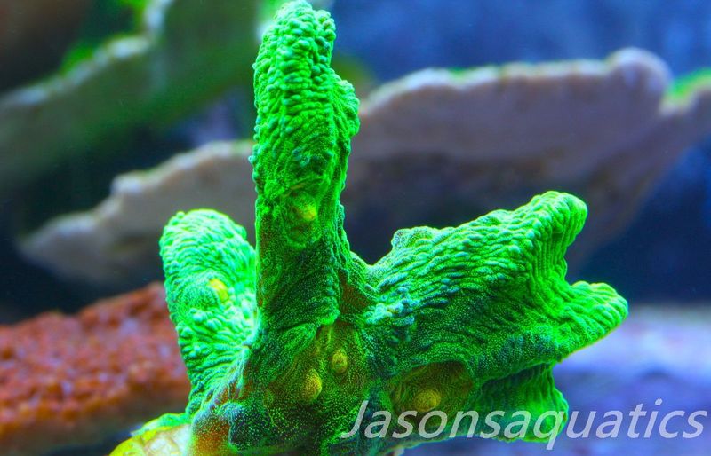 Pectinia, True WWC Space Invader Frag F