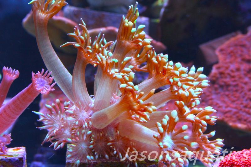 Goniopora, Bright Green Goni Long Arms Frag G
