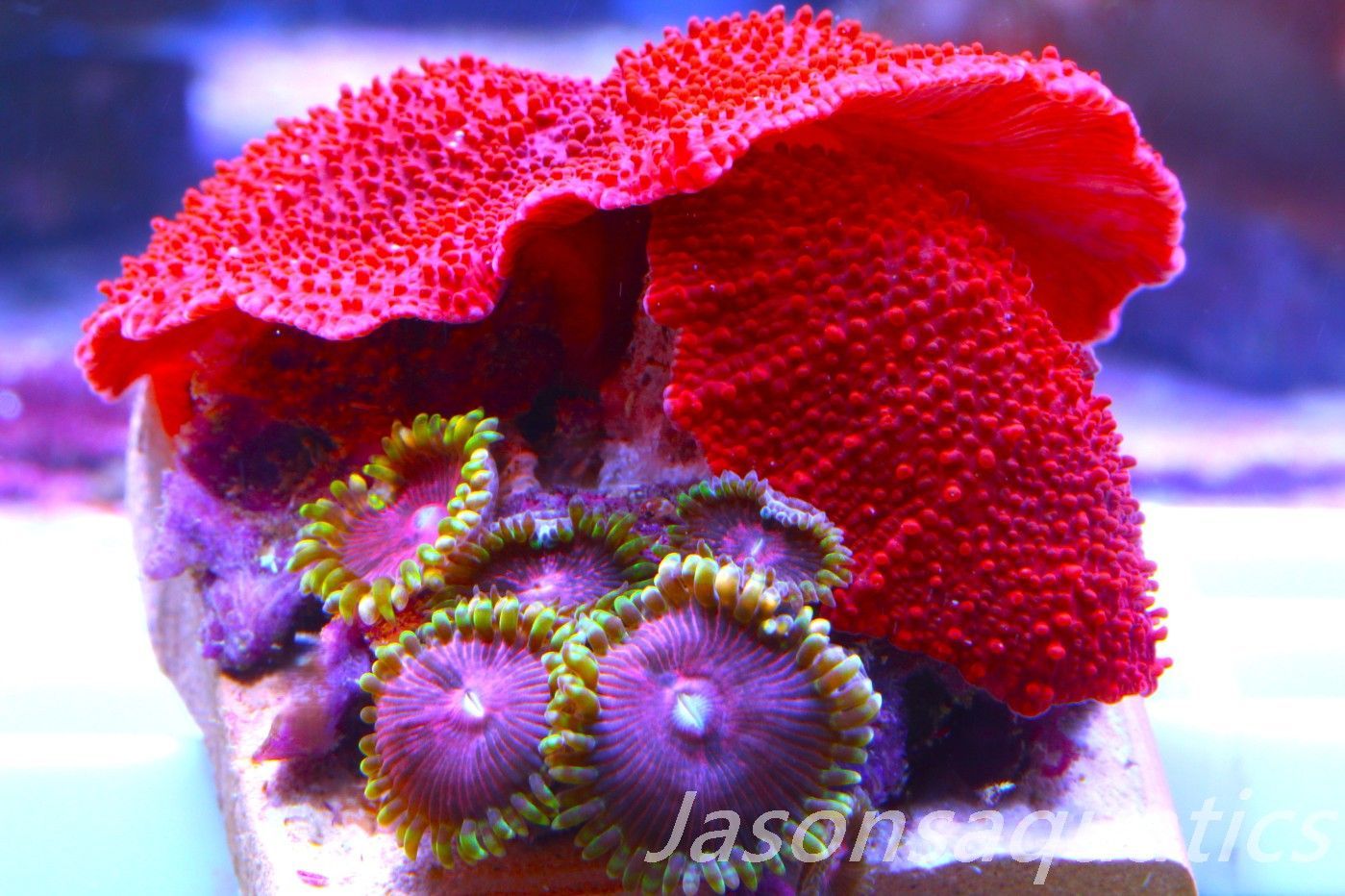 Zoanthid, Mushroom Mix, Fake Lime Chilli, Blood Red Discosoma Frag E Zoanthid, Mushroom Mix, Fake Lime Chilli, Blood Red Discosoma Frag E