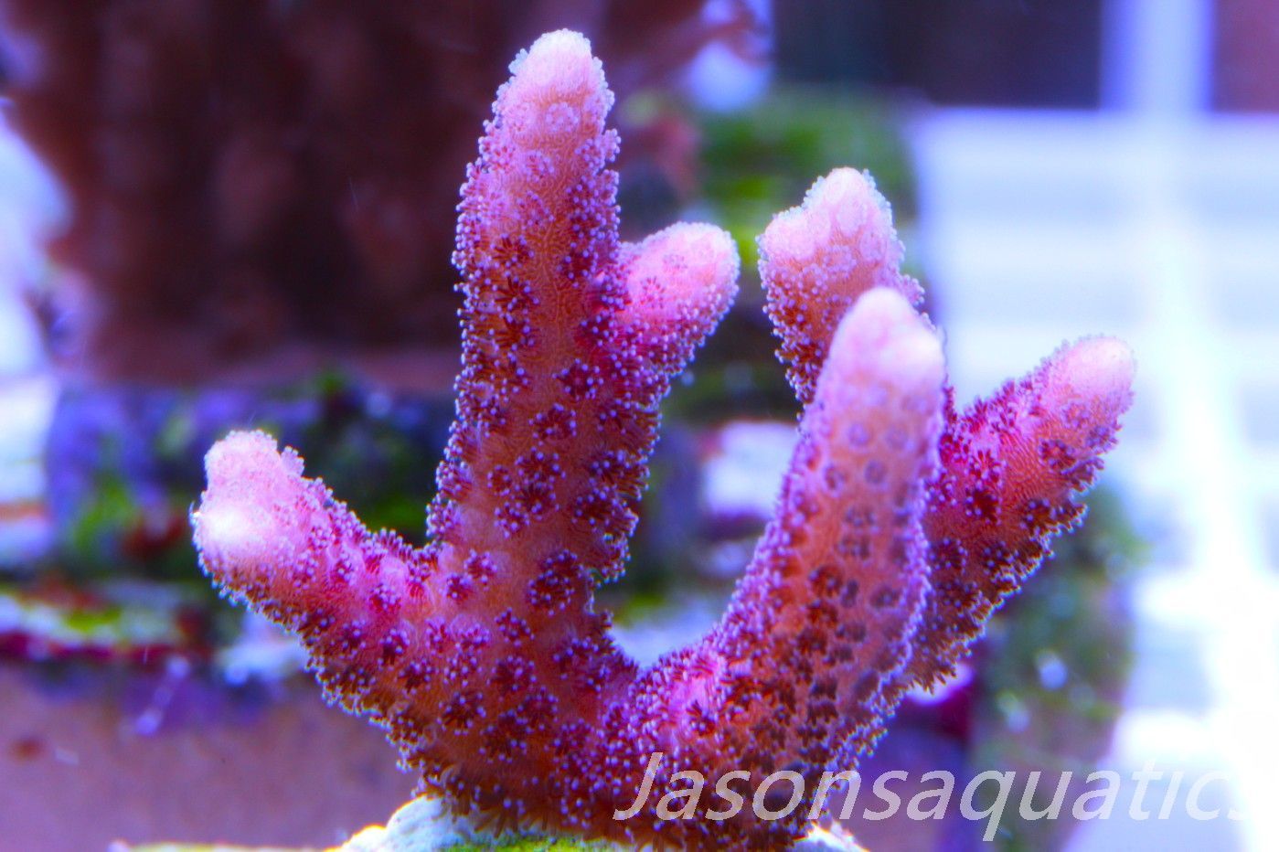 Stylophora, Australian Pink Thing branch Stylo Frag F Stylophora, Australian Pink Thing branch Stylo Frag F