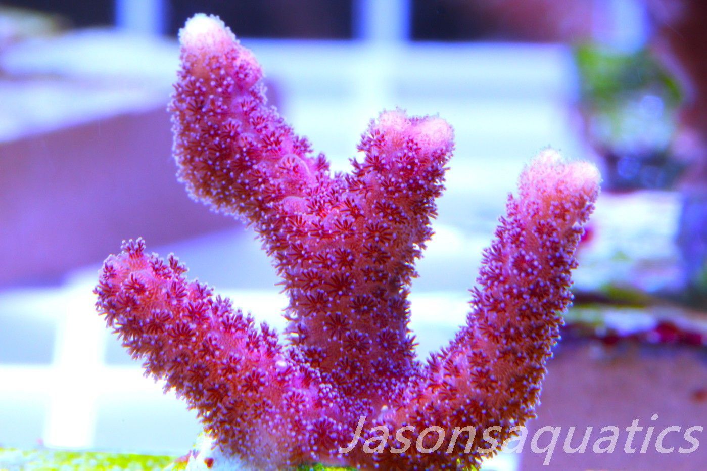 Stylophora, Australian Pink Thing branch Stylo Frag G Stylophora, Australian Pink Thing branch Stylo Frag G