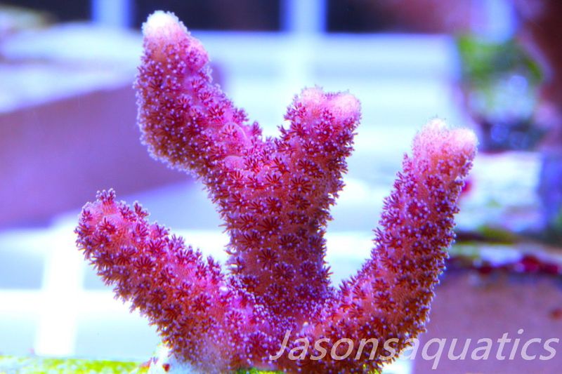 Stylophora, Australian Pink Thing branch Stylo Frag G