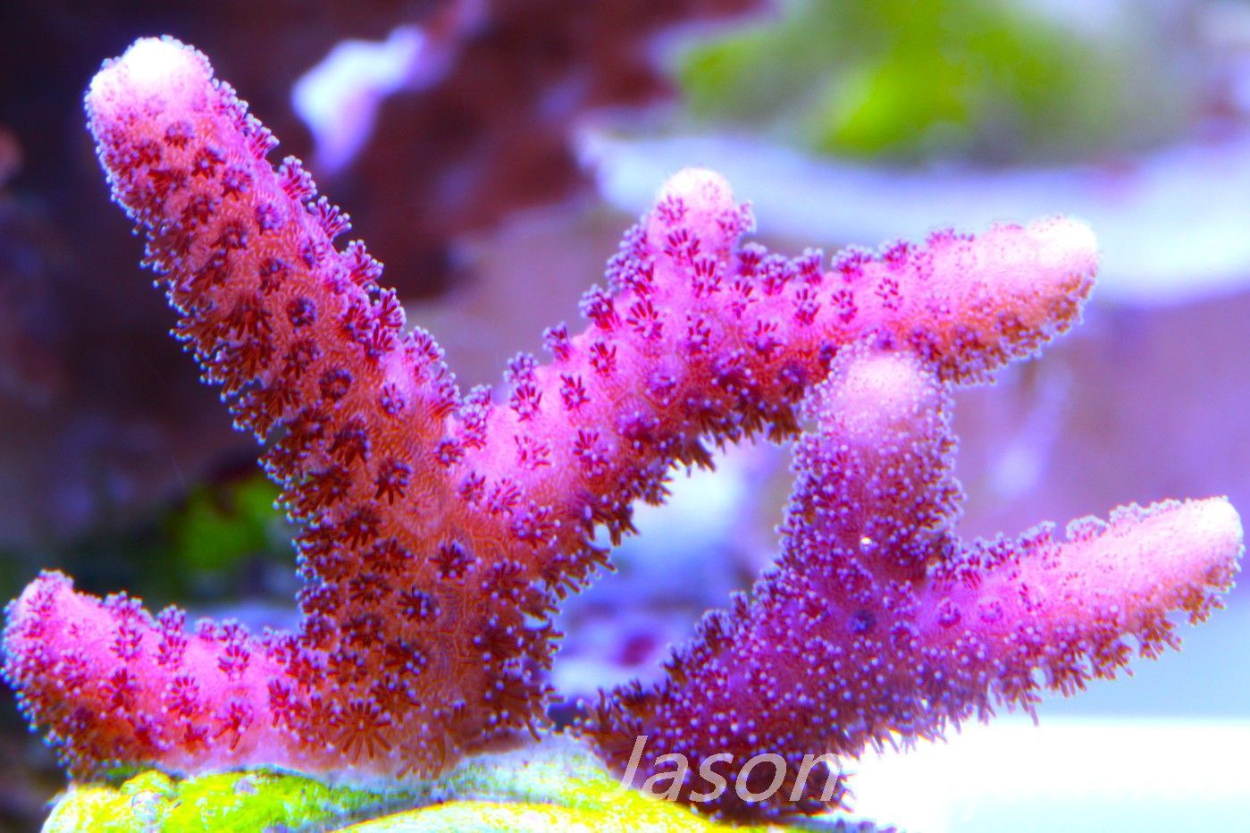 Stylophora, Australian Pink Thing branch Stylo Frag H Stylophora, Australian Pink Thing branch Stylo Frag H