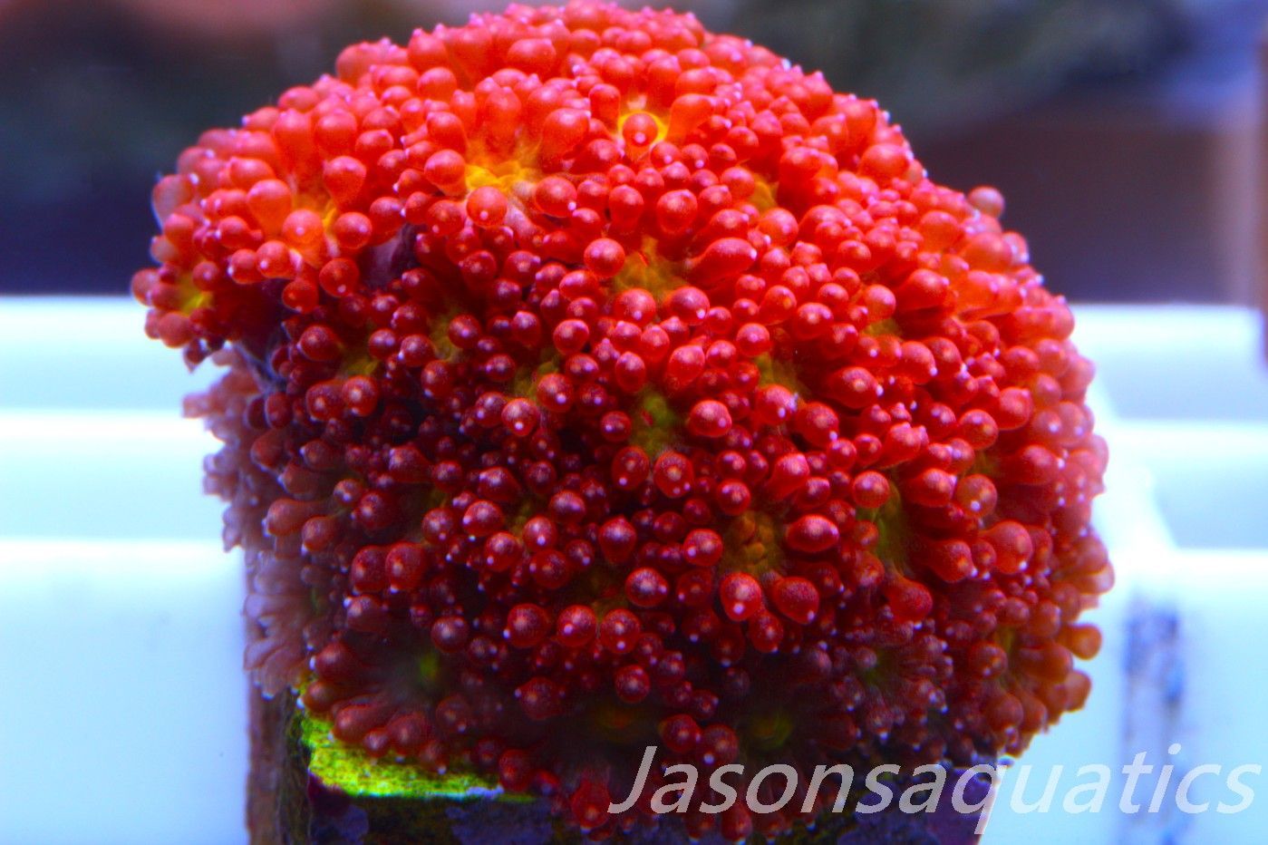 Iron Man Goniopra, Bernardpora stutchburyi Frag G Iron Man Goniopra, Bernardpora stutchburyi Frag G