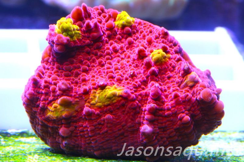 Echinophyllia Iron Man, Pink with Orange Mouths Frag F