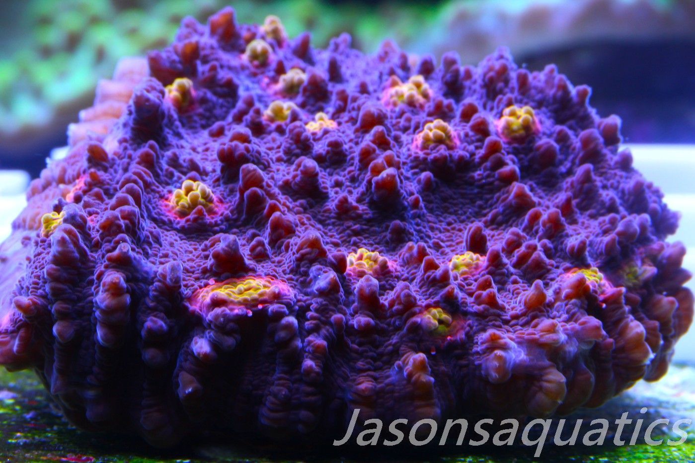 Echinophyllia, Pink & Orange Mouths Frag F