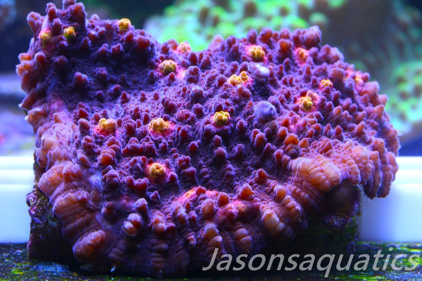 Echinophyllia, Pink & Orange Mouths Frag G