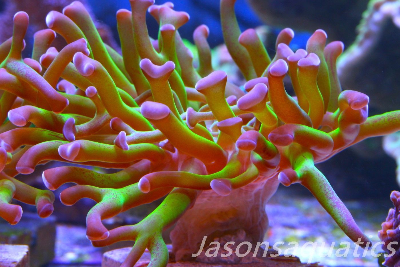 Euphyllia, Branching Hammer, Green with Purple Tips Frag F