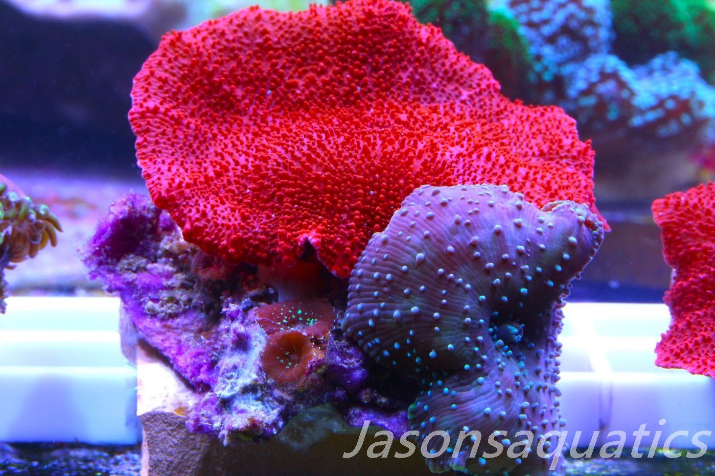 Zoanthid, Mushroom Mix, Fake Lime Chilli, Blood Red Discosoma and blue spot Mushrooms Frag B Zoanthid, Mushroom Mix, Fake Lime Chilli, Blood Red Discosoma and blue spot Mushrooms Frag B