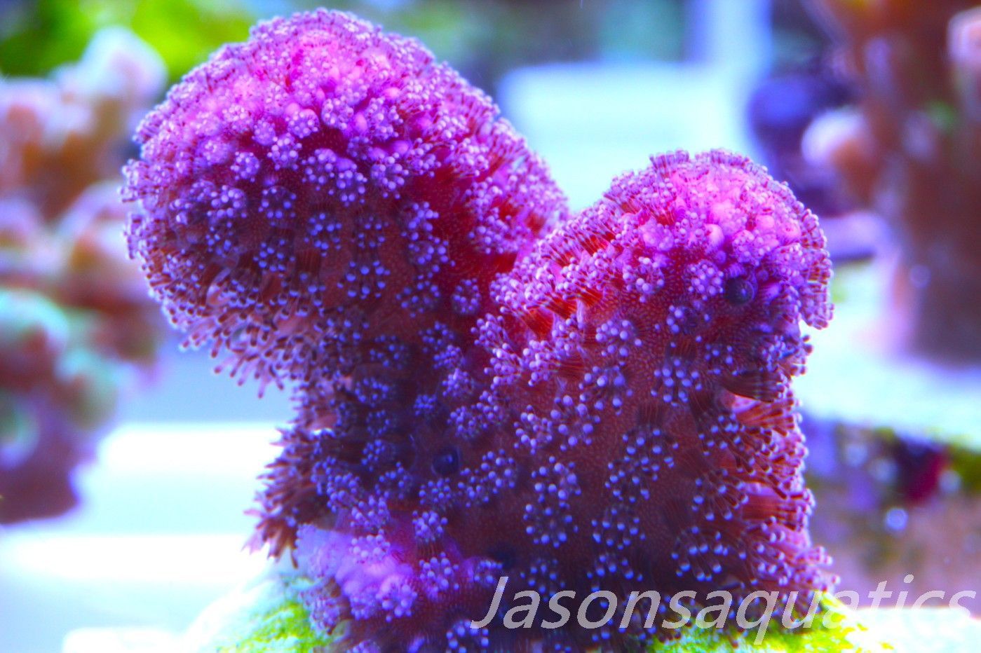 Stylophora, Australian Pink Stylo Frag F Stylophora, Australian Pink Stylo Frag F