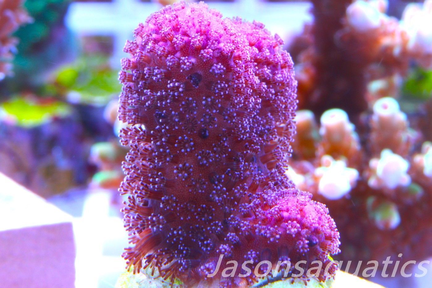 Stylophora, Australian Pink Stylo Frag G