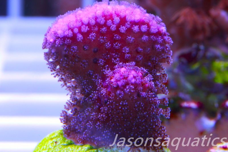 Stylophora, Australian Pink Stylo Frag I