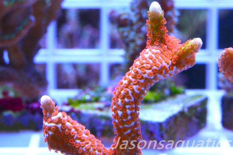 Montipora, Bright Orange  forest fire green tip Digitata Frag C