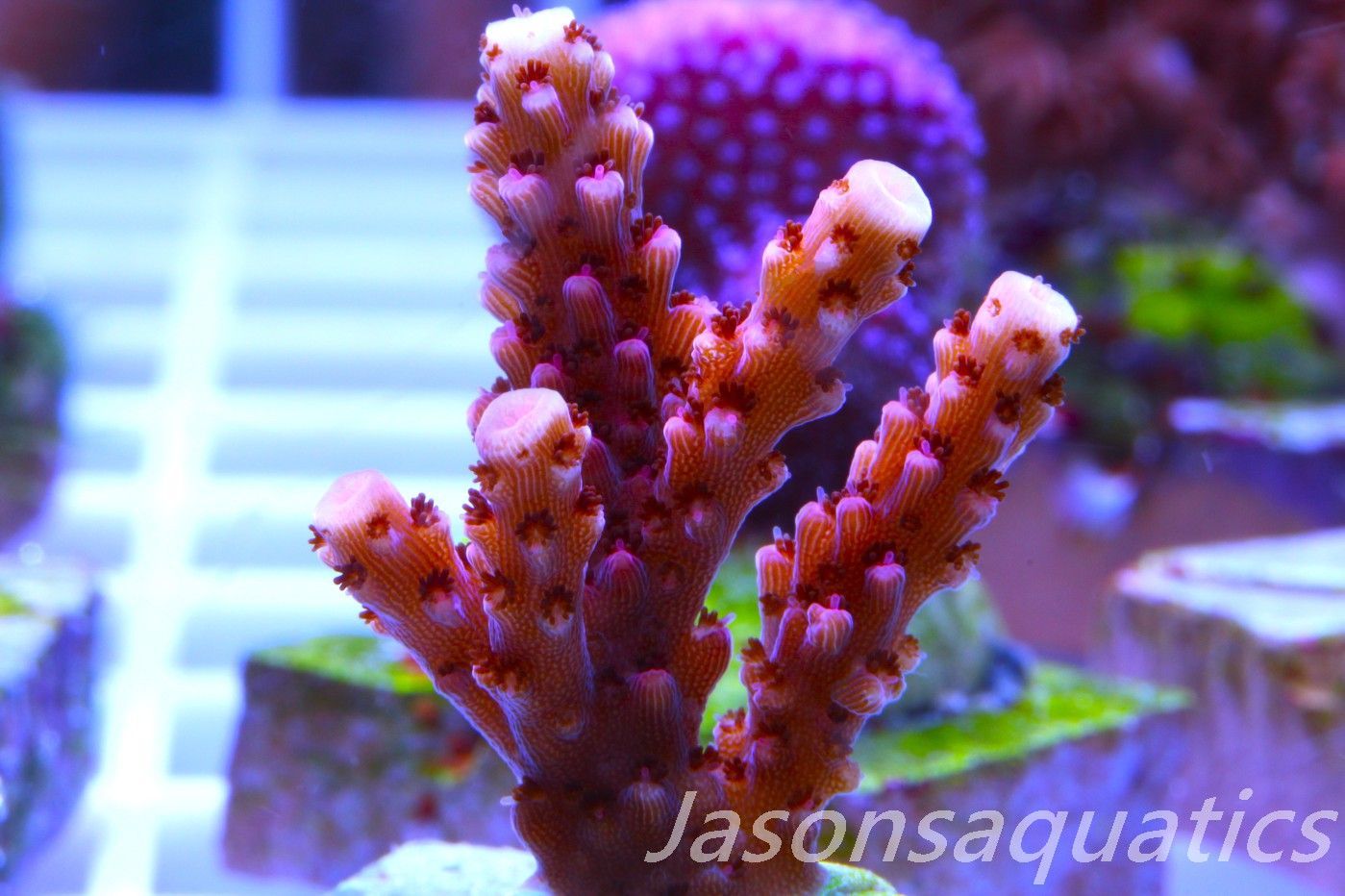 Acropora Bill Berry, AKA Sour Berry Frag G