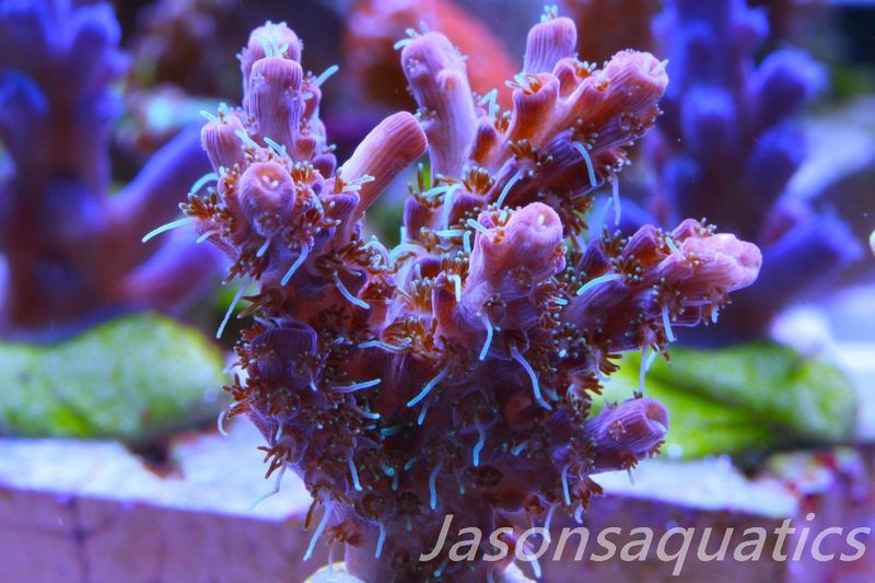 Acropora Pinky The Bear, Frag I