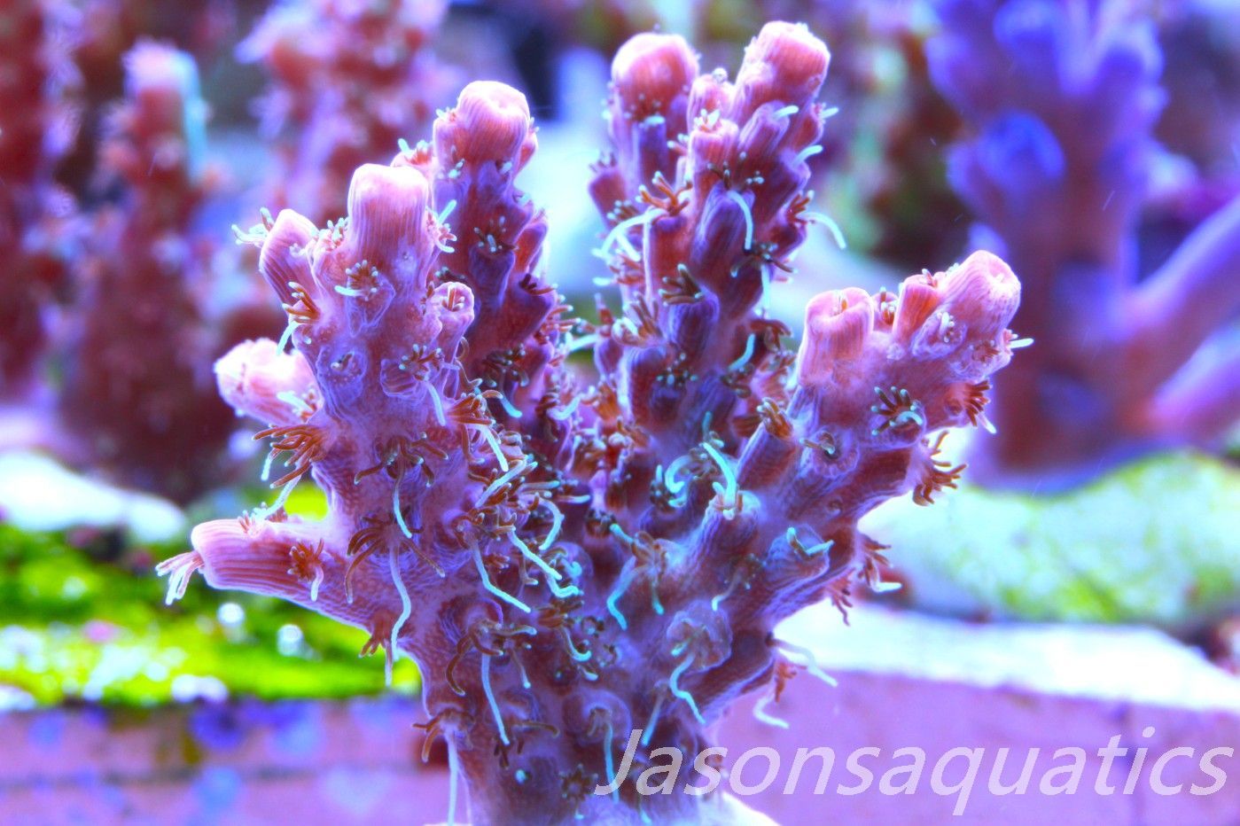 Acropora Pinky The Bear, Frag J Acropora Pinky The Bear, Frag J