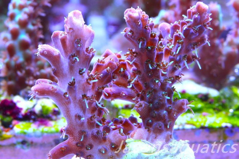 Acropora Pinky The Bear, Frag K
