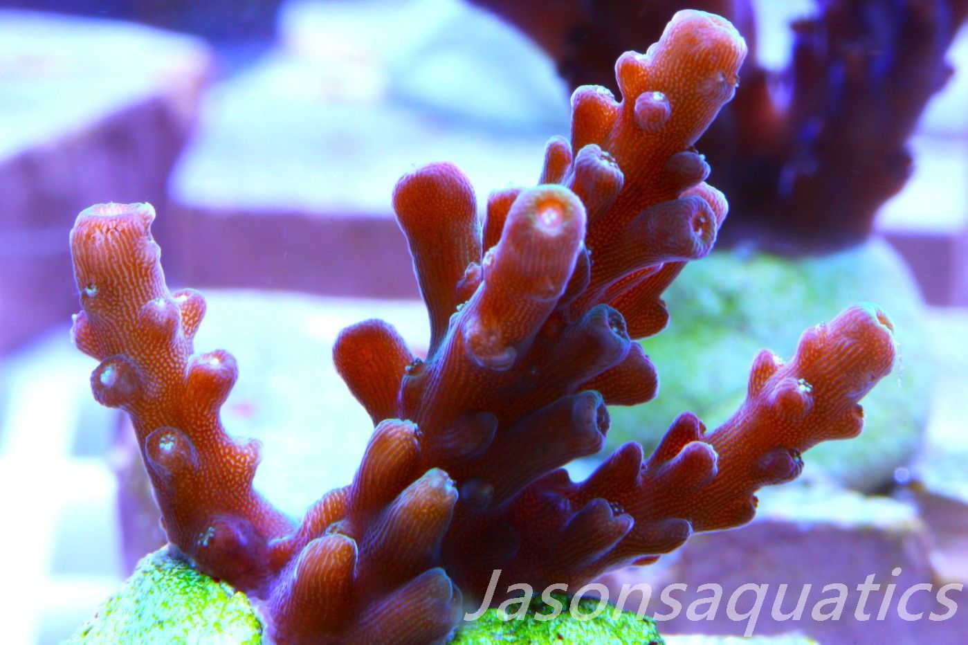 Acropora latistella ,Bali shortcake AKA firecracker Frag H Acropora latistella ,Bali shortcake AKA firecracker Frag H