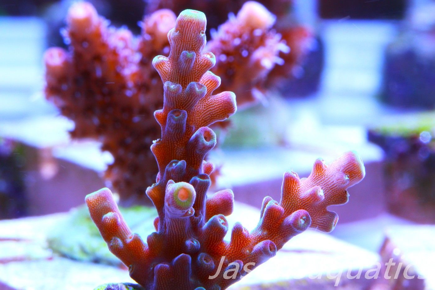 Acropora latistella ,Bali shortcake AKA firecracker Frag K Acropora latistella ,Bali shortcake AKA firecracker Frag K