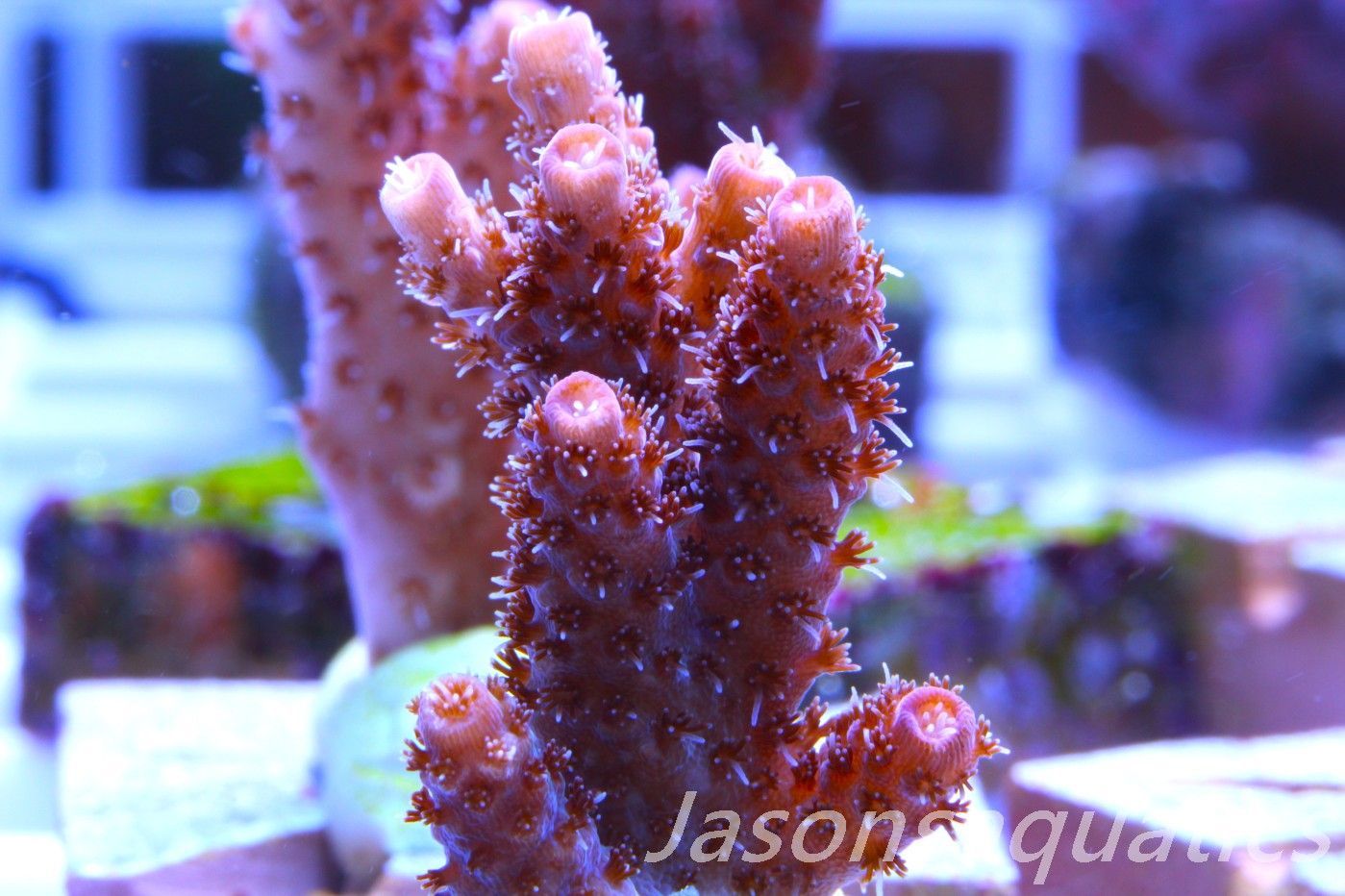 Acropora Hyacinthus Pink Table Acro Frag F