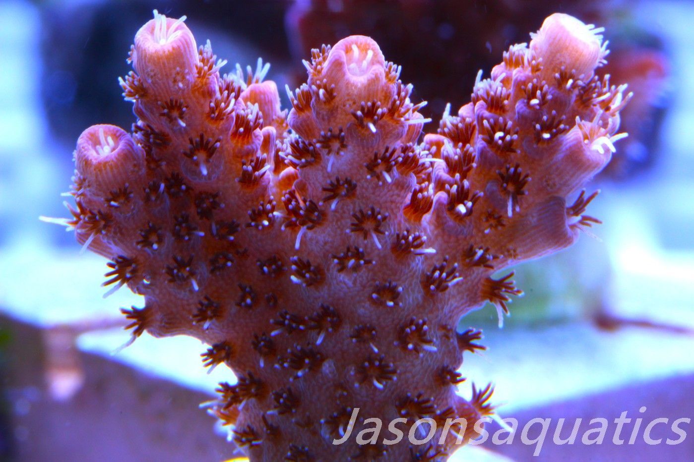 Acropora Hyacinthus Pink Table Acro Frag H