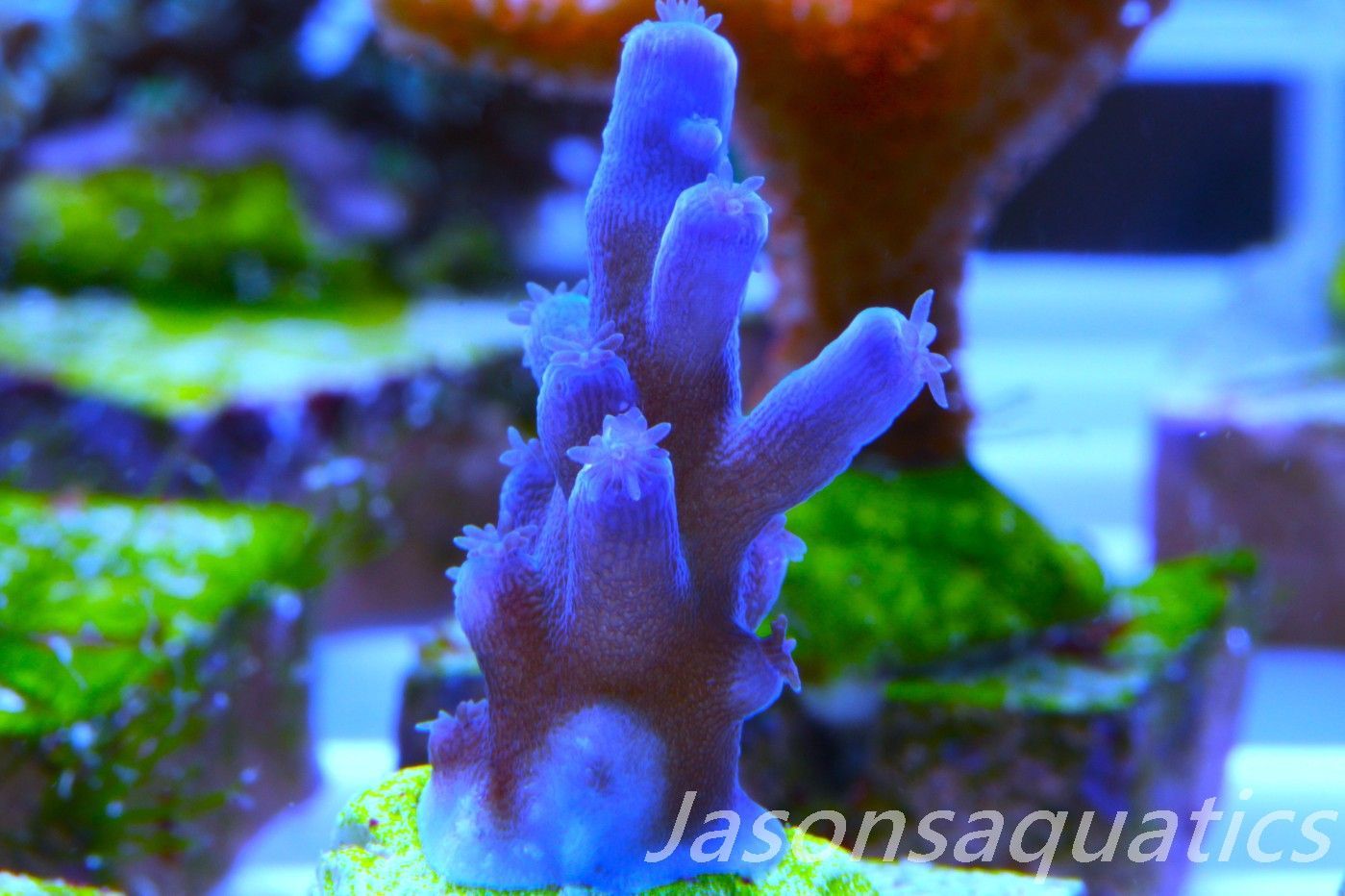 Acropora Oregon Tort Frag G Acropora Oregon Tort Frag G