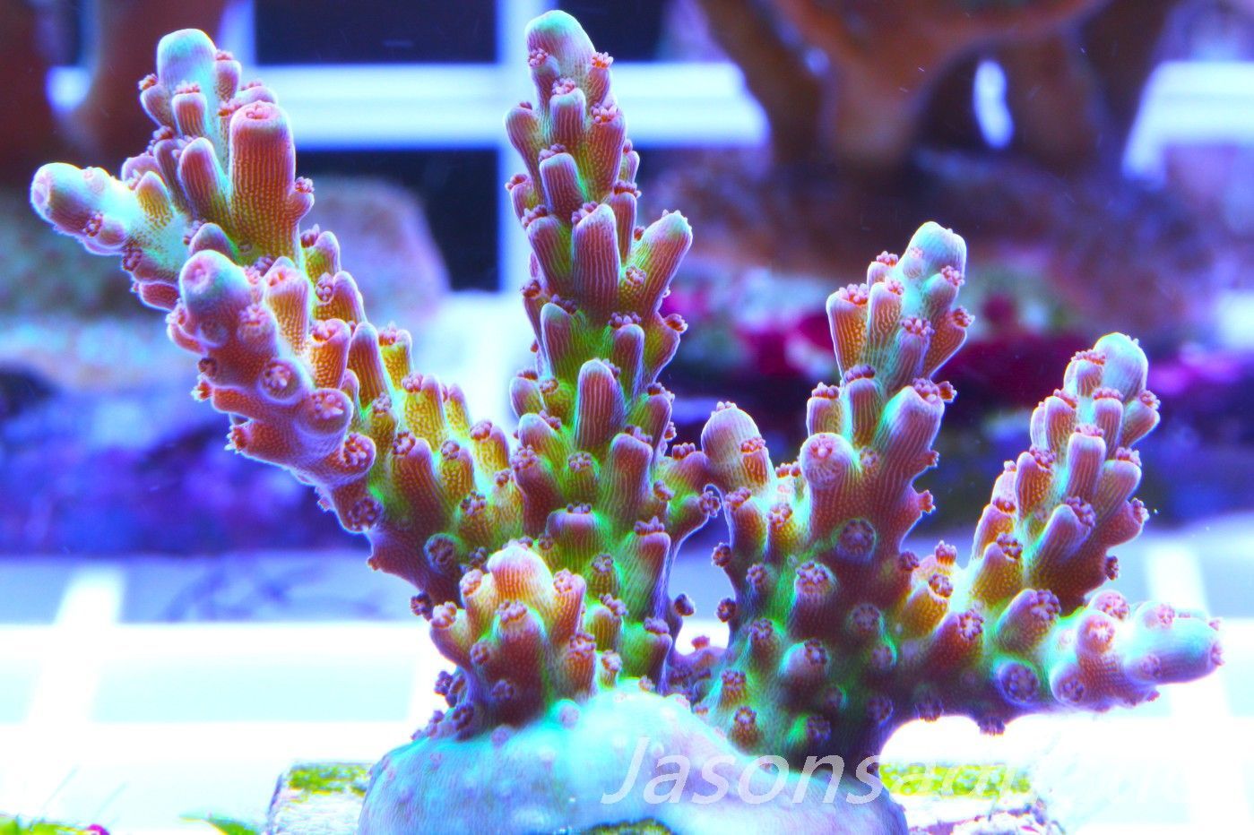 Acropora, Ultra Rare Australian Chroma Nova Frag I Acropora, Ultra Rare Australian Chroma Nova Frag I