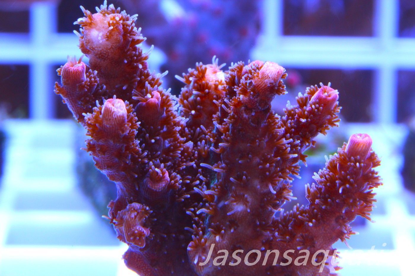 Acropora, All Time Classic Red Planet Frag F