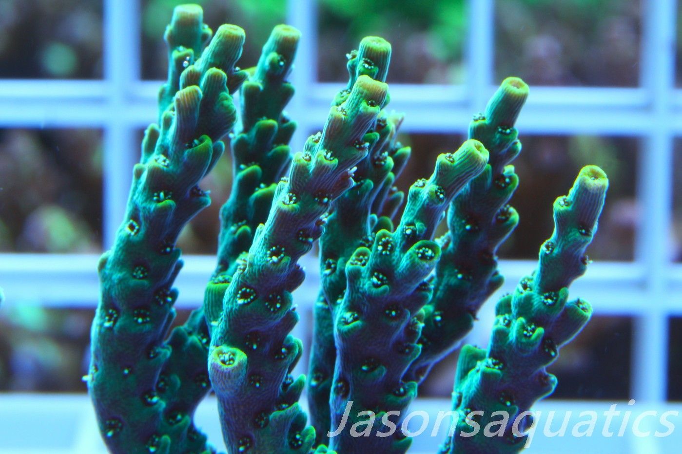 Acropora Microclados Morph Frag H Acropora Microclados Morph Frag H