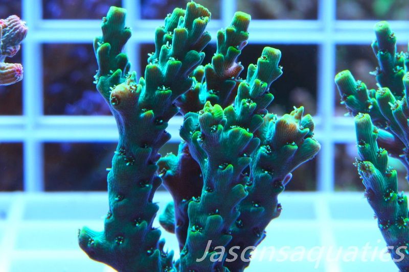 Acropora Microclados Morph Frag J