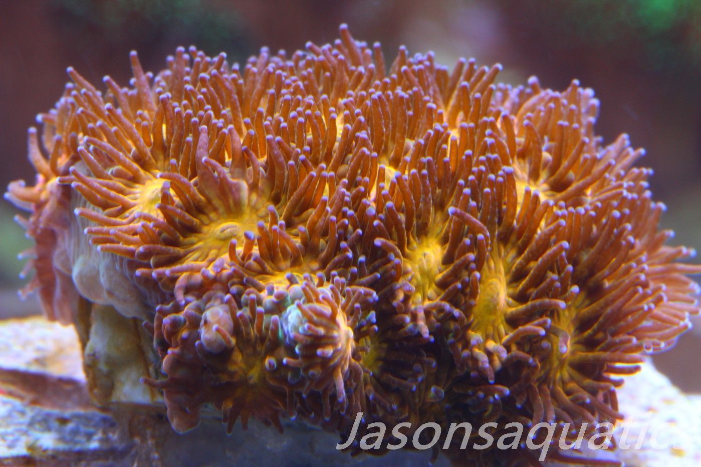 Leptastrea, Hellfire Lepto frag, Frag B