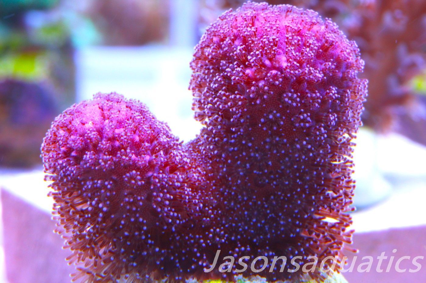 Stylophora, Australian Pink Stylo Frag H Stylophora, Australian Pink Stylo Frag H