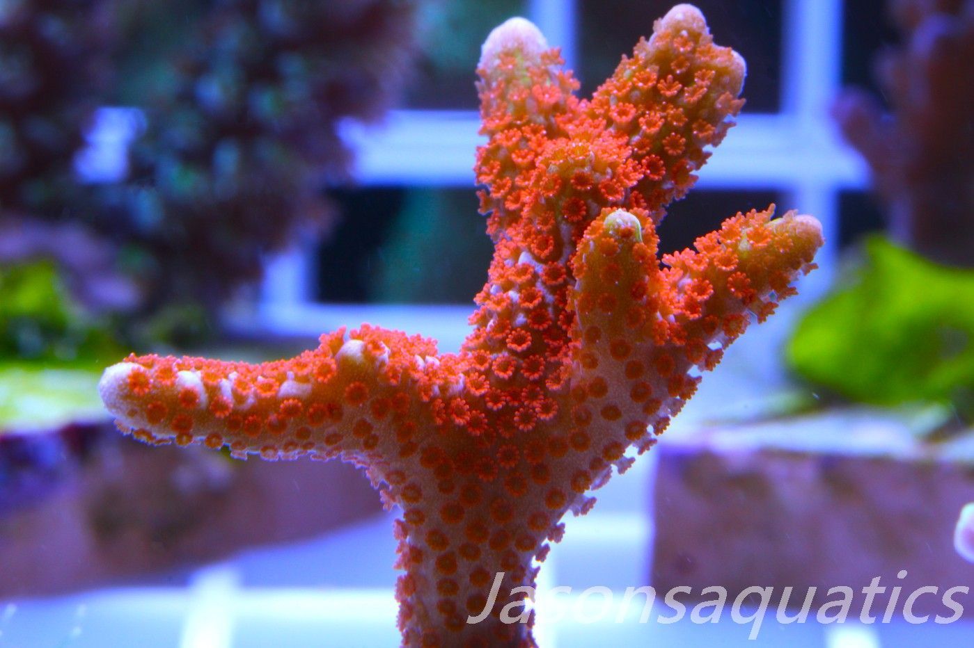 Montipora, Bright Orange forest fire green tip Digitata Frag B Montipora, Bright Orange forest fire green tip Digitata Frag B