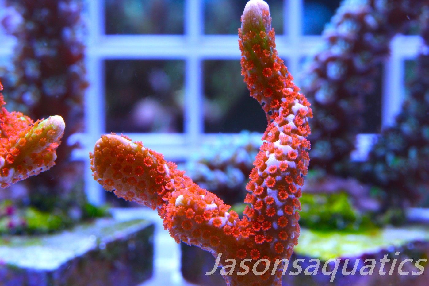 Montipora, Bright Orange forest fire green tip Digitata Frag D Montipora, Bright Orange forest fire green tip Digitata Frag D