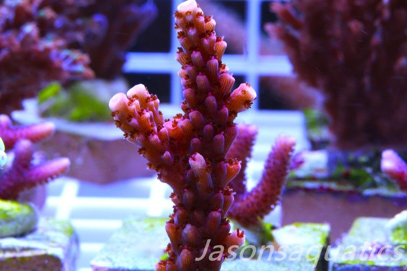 Acropora Bill Berry, AKA Sour Berry Frag I