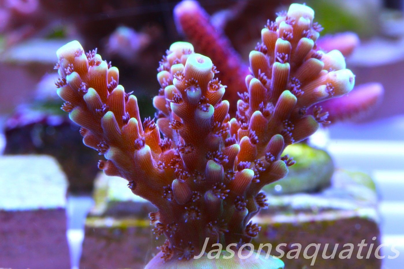 Acropora Pink Cadillac Frag G Acropora Pink Cadillac Frag G