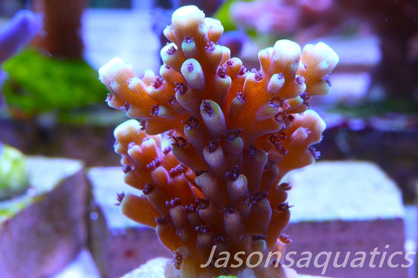 Acropora Pink Cadillac Frag H Acropora Pink Cadillac Frag H
