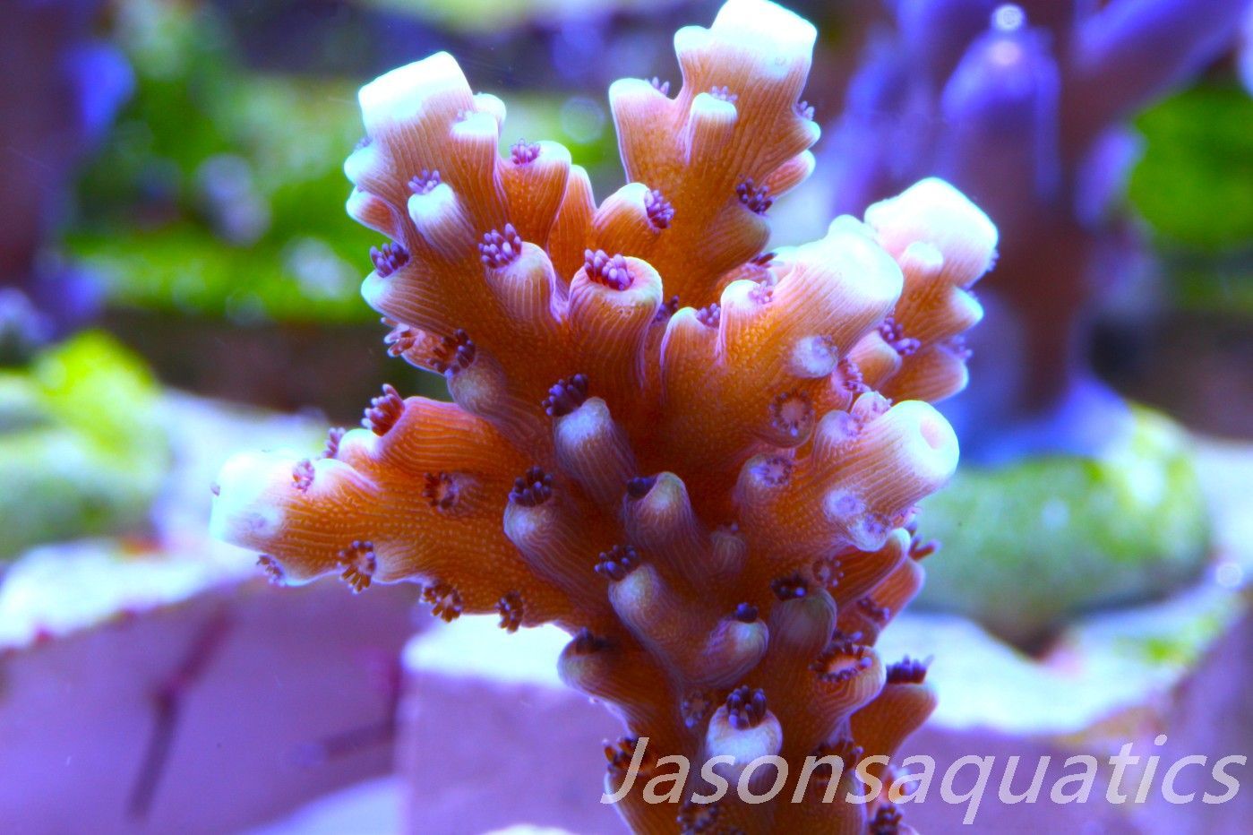 Acropora Pink Cadillac Frag I