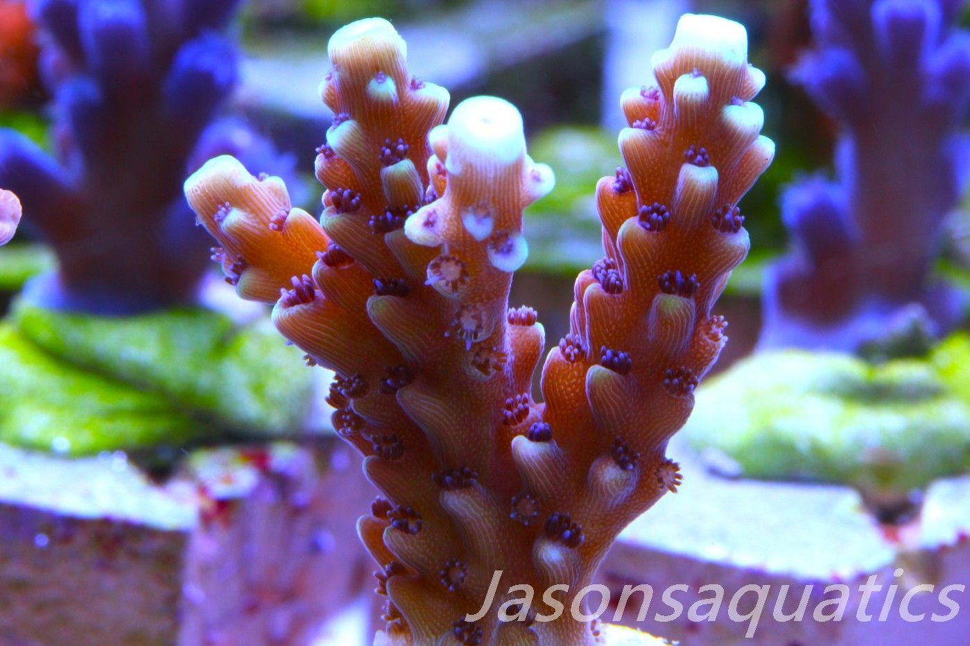 Acropora Pink Cadillac Frag J Acropora Pink Cadillac Frag J
