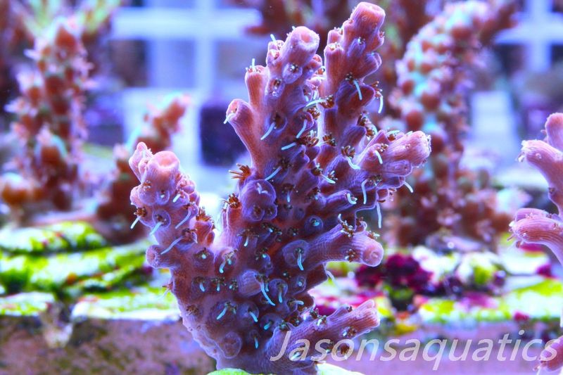 Acropora Pinky The Bear, Frag L