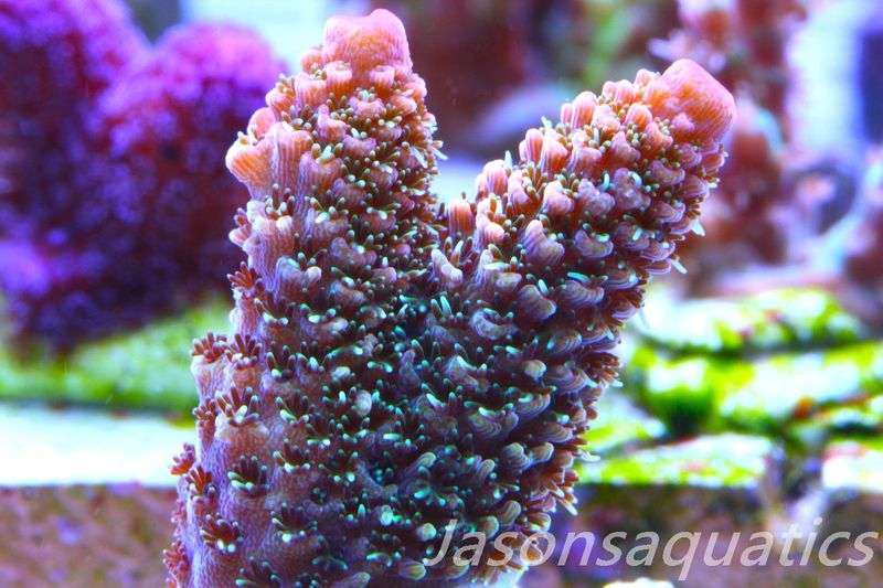 Acropora Spathulata (Australian) Frag F