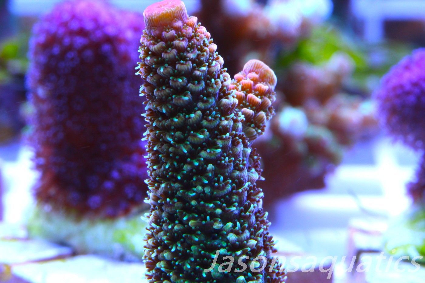 Acropora Spathulata (Australian) Frag G