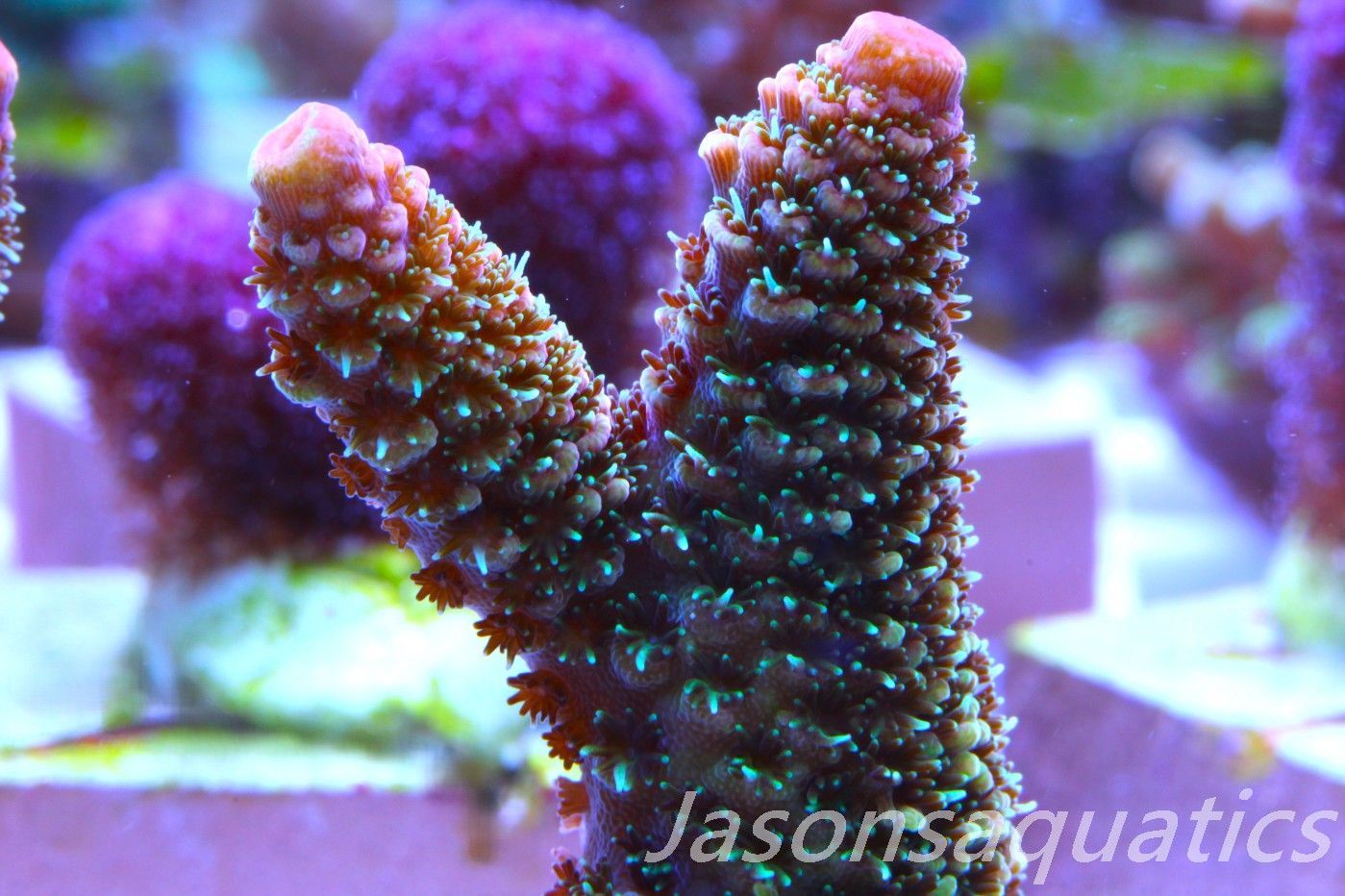 Acropora Spathulata (Australian) Frag H