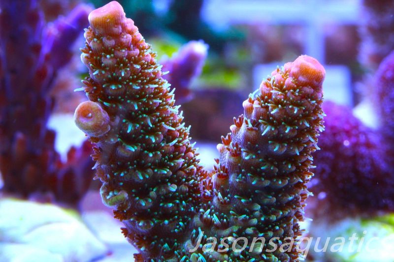 Acropora Spathulata (Australian) Frag I